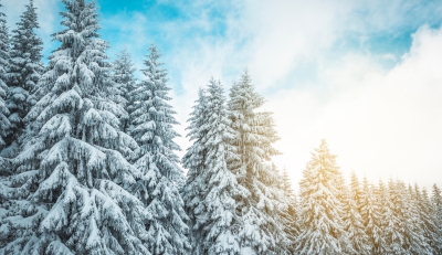 Deer in the winter forest
