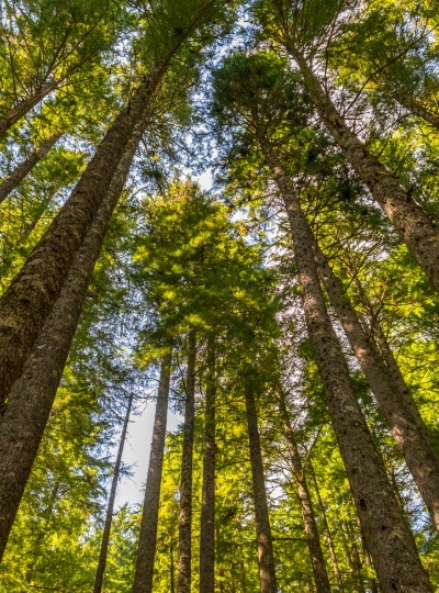 The forest canopy